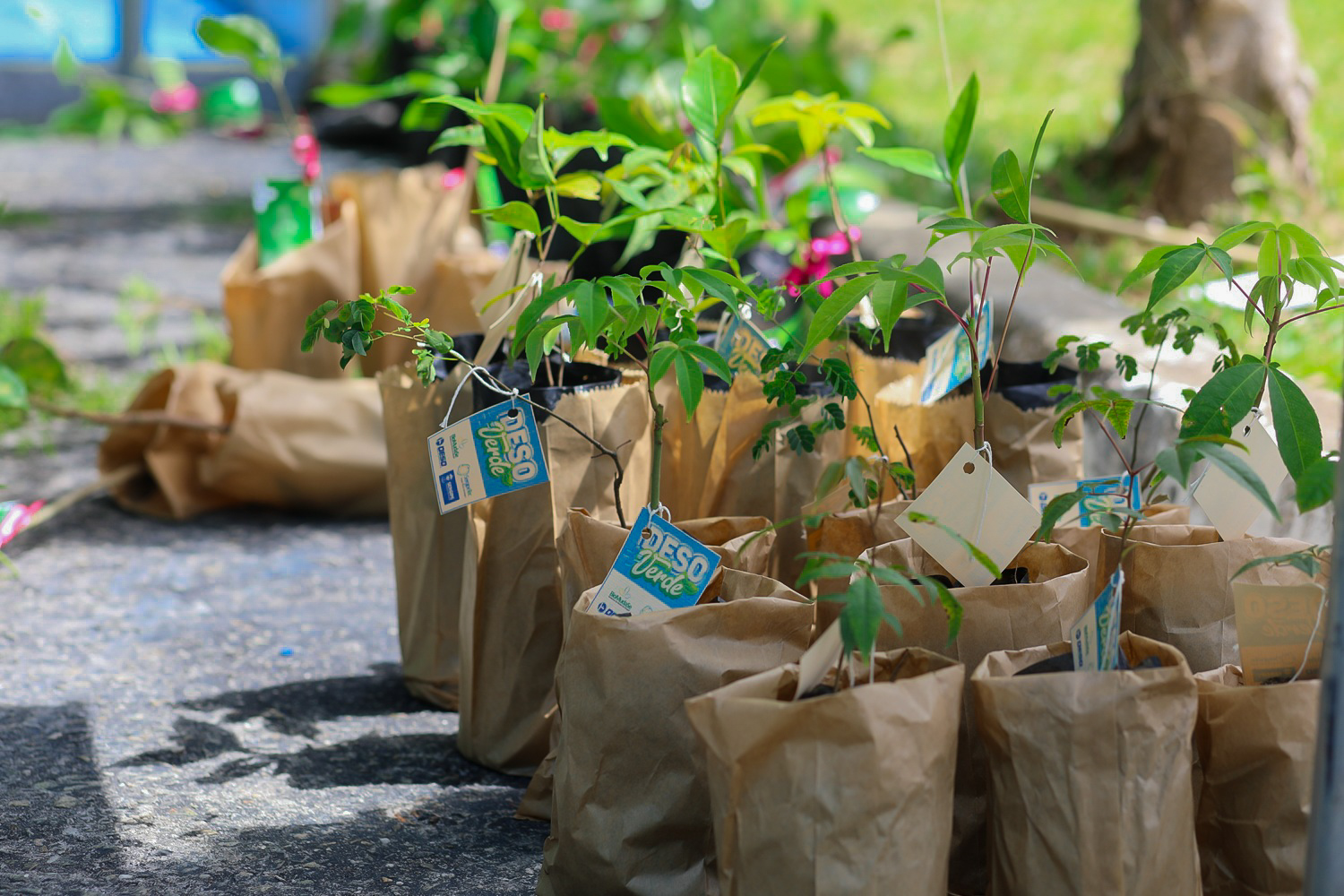 Mudas de plantas (Foto: Janaína Cavalcante/Ascom UFS)