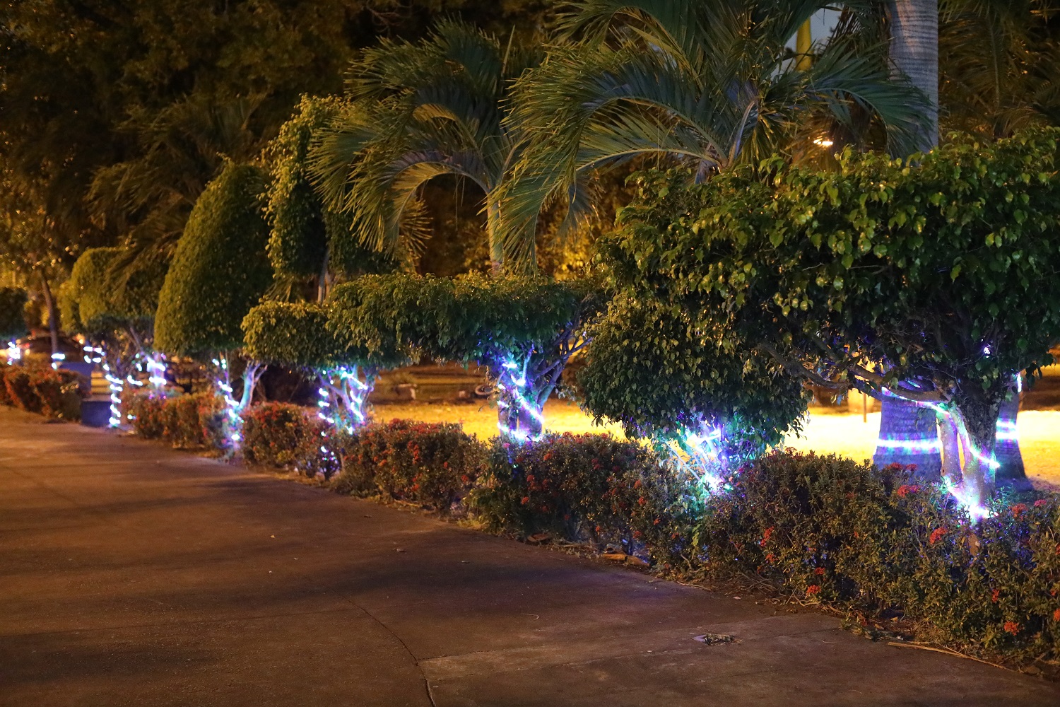 Iluminação natalina em frente ao prédio da Reitoria (Foto: Brunna Martins/Ascom UFS)