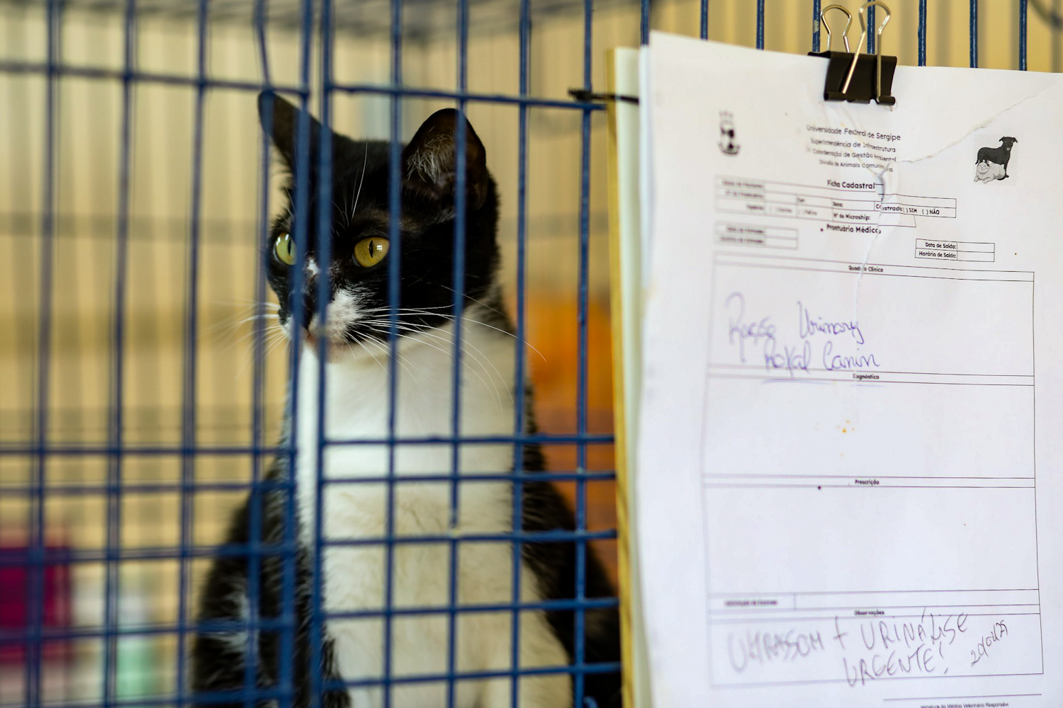  Gato em tratamento (Foto: Elisa Lemos/Ascom UFS)