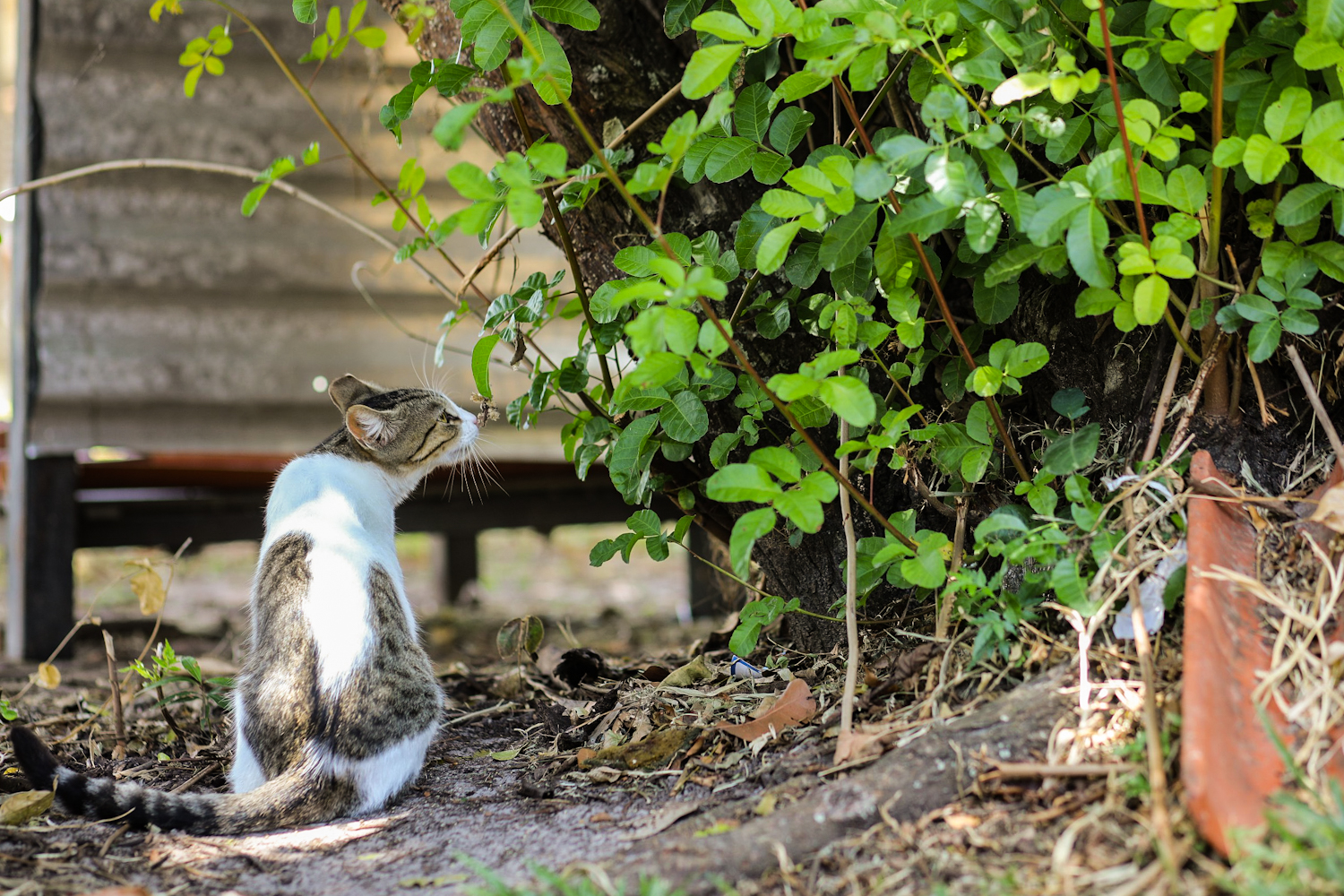 (Foto: Elisa Lemos/Ascom UFS)
